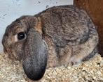 NEDERLANDSE HANGOOR DWERG VOEDSTER, Dieren en Toebehoren, Konijnen, Vrouwelijk, Dwerg, Hangoor, 0 tot 2 jaar