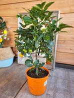Citrus mitis, Tuin en Terras, Planten | Bomen, Ophalen, Volle zon, Overige soorten