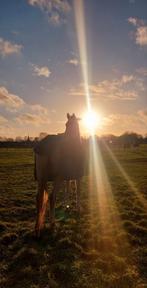 Lieve verzorgster gezocht voor 3 lieve ponies Blaricum, Ophalen of Verzenden, Nieuw