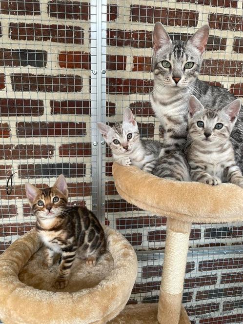 Bengaalse Kittens met stamboom, Dieren en Toebehoren, Katten en Kittens | Raskatten | Korthaar, Poes, 0 tot 2 jaar, Met stamboom