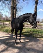 Eyecatcher Dressuur paard te koop, Dieren en Toebehoren, Paarden, B, Ruin, Dressuurpaard, 3 tot 6 jaar