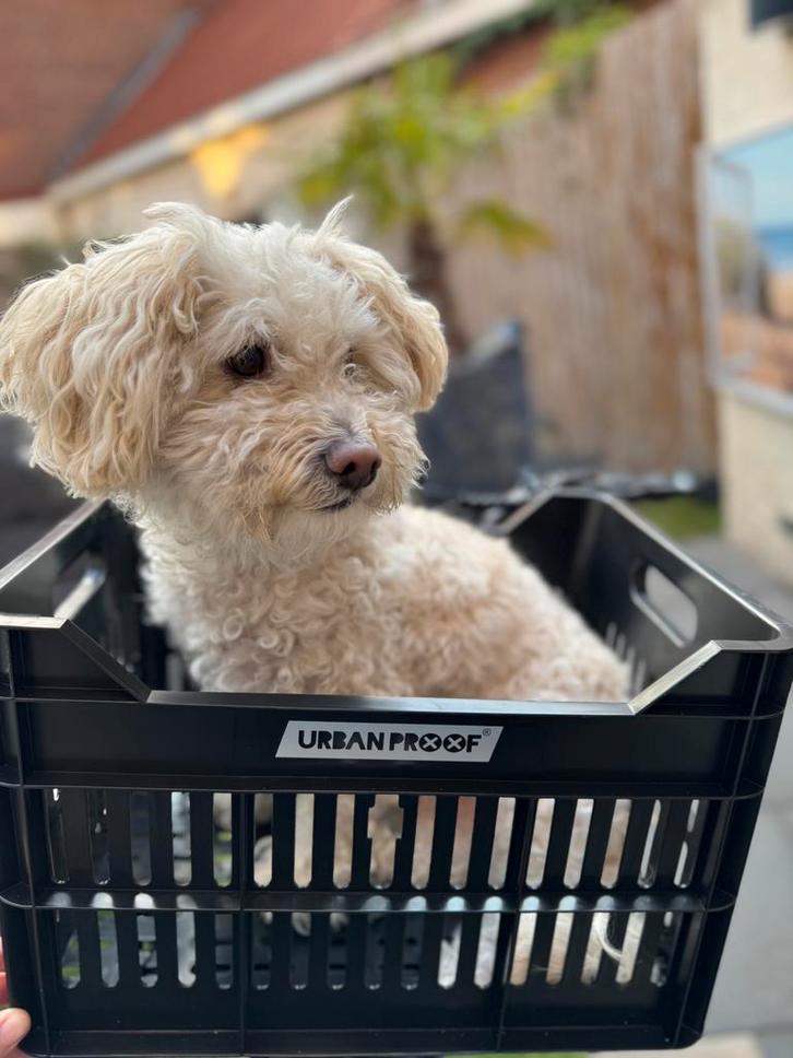 Oppas gezocht - Charlie, Diensten en Vakmensen, Dieren | Honden | Verzorging, Oppas en Les