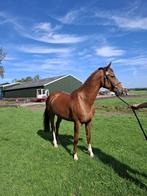 Te koop diverse paarden, Dieren en Toebehoren, Paarden, Merrie, Minder dan 160 cm, Dressuurpaard, Zadelmak