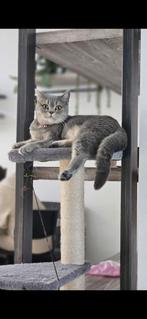 Bella britse korthaar, Dieren en Toebehoren, Poes