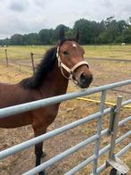 Knappe 2 jarige Merrie, Dieren en Toebehoren, Paarden, Merrie, Met stamboom, Minder dan 160 cm, 0 tot 2 jaar
