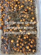 Tijger noten karper vissen, Watersport en Boten, Verzenden