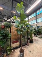 Ficus lyrata op stam – 250cm, Overige soorten, 100 tot 250 cm, Zomer, Ophalen