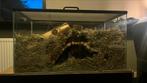 Gerbilarium met tamme gerbils, Kooi, Hamster, Zo goed als nieuw, 75 tot 110 cm