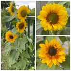 Zaden zonnebloem laag, mix geel, vertakt (Helianthus annuus), Ophalen of Verzenden, Voorjaar, Volle zon, Zaad