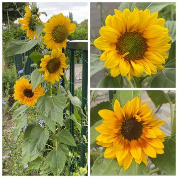 Zaden zonnebloem laag, mix geel, vertakt (Helianthus annuus) beschikbaar voor biedingen