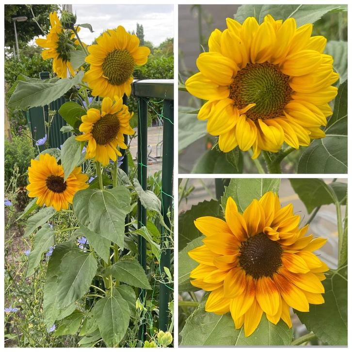 Zaden zonnebloem laag, mix geel, vertakt (Helianthus annuus), Tuin en Terras, Bloembollen en Zaden, Zaad, Voorjaar, Volle zon