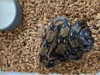 Boa constrictor Cay island Belize-Honduras Afgodslang, Slang, 11 jaar of ouder