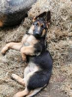 Zeer mooie en raszuivere herdershond pup, Dieren en Toebehoren, Honden | Herdershonden en Veedrijvers, 8 tot 15 weken, Meerdere