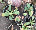 Blauwe Smeerwortel ️.., Tuin en Terras, Planten | Tuinplanten, Ophalen