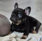 franse bulldog puppys reutje isabella fluffy carrier, Rabiës (hondsdolheid), 15 weken tot 1 jaar, Reu, Bulldog