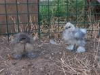 De laatste 3 zijdehoender kuikens groot, Dieren en Toebehoren, Pluimvee, Geslacht onbekend, Kip