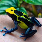 Dendrobates tinctorius 'Cobalt', Dieren en Toebehoren, Amfibie, 0 tot 2 jaar