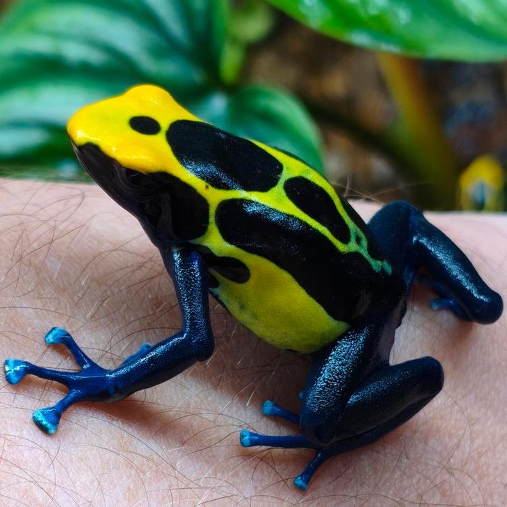 Dendrobates tinctorius 'Cobalt'