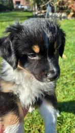 Australien mini Shepherd, België, Particulier, 8 tot 15 weken, Parvo
