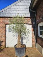 AANBIEDING: OUDE DIKKE OLEA EUROPAEA OLD SKIN OLIJFBOMEN, In pot, Halfschaduw, Ophalen of Verzenden, 100 tot 250 cm