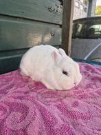 Lief kleurdwerg konijntje, Dieren en Toebehoren, Vrouwelijk, Dwerg, 0 tot 2 jaar