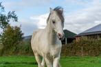 Bijrijder gezocht voor B-pony in Etten-Leur, Dieren en Toebehoren, Ruin, Zadelmak, 7 tot 10 jaar, B pony (1.17m tot 1.27m)