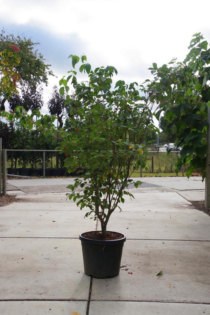meerstammige kornoelje cornus kousa milky way, Tuin en Terras, Planten | Bomen, Overige soorten, Volle zon, In pot, Ophalen