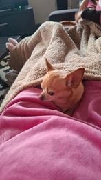 Dieren opvang, Dieren en Toebehoren, Januari, Geslacht onbekend