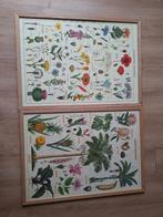 Vintage Posters met Lijst - Bloemen & Tropische Planten, Antiek en Kunst, Antiek | Schoolplaten, Ophalen, Natuur en Biologie