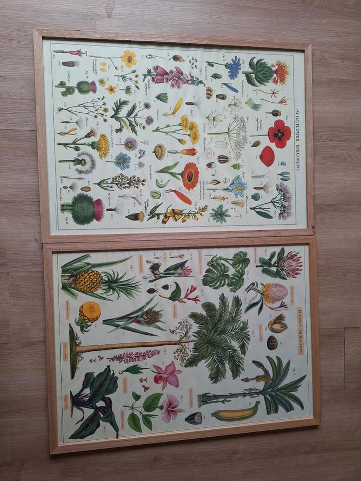Vintage Posters met Lijst - Bloemen & Tropische Planten, Antiek en Kunst, Antiek | Schoolplaten, Natuur en Biologie, Ophalen