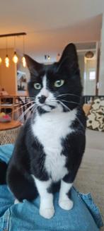 Baasje gezocht! Europese korthaar poes (Indi) 7 jaar oud, Dieren en Toebehoren