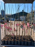 Albizia julibrissin, Perzische slaapboom 150cm hoog € 14,95, Tuin en Terras, Planten | Bomen, In pot, Halfschaduw, 100 tot 250 cm