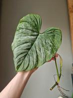 Philodendron Majestic stek, Ophalen of Verzenden, Halfschaduw, Minder dan 100 cm