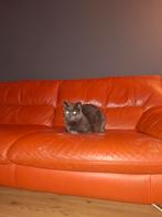 2 lieve poesen zoeken nieuw huis (wegens emigratie), Dieren en Toebehoren, Katten en Kittens | Overige Katten, Poes, Kortharig