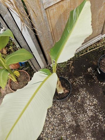 Musa tanee variegata beschikbaar voor biedingen