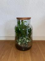 Ecosysteem plant, Glas, Gebruikt, Ophalen