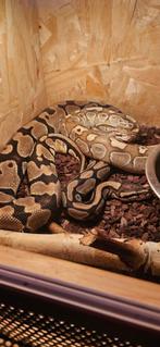 2 koningspyton, Dieren en Toebehoren, Reptielen en Amfibieën, Slang, Met terrarium, 3 tot 6 jaar