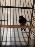 Te koop: Shamalijster man, Dieren en Toebehoren, Vogels | Overige Vogels, Mannelijk, Tropenvogel