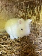 Lieve teddy ram, Dieren en Toebehoren, Konijnen, Mannelijk, Dwerg, 0 tot 2 jaar