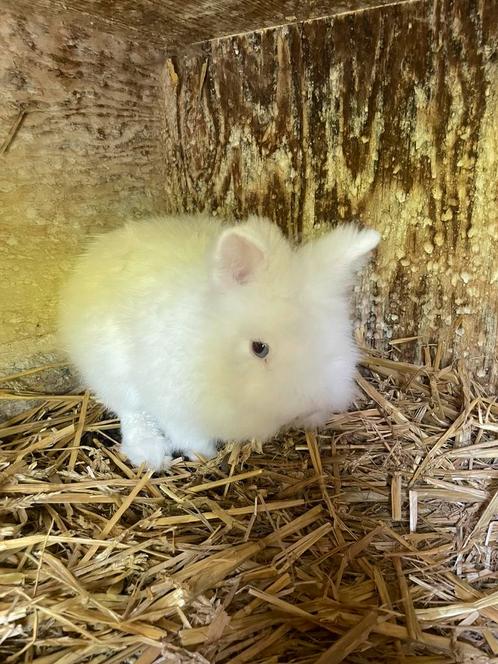 Lieve teddy ram, Dieren en Toebehoren, Konijnen, Dwerg, Mannelijk, 0 tot 2 jaar