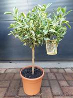 Citrus Mitis Variegato - Calamondin/Mandarijnenboompje H75cm, Ophalen, Minder dan 100 cm, Lente, Volle zon