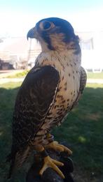 Feldegie lanner wijf, Dieren en Toebehoren, Vogels | Overige Vogels, Tropenvogel