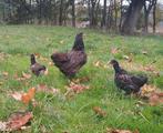 Barnevelder hen met kuikens, Dieren en Toebehoren, Pluimvee, Vrouwelijk, Kip