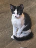 Kittens, Dieren en Toebehoren