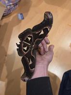 Atlas vlinder eitjes, Dieren en Toebehoren