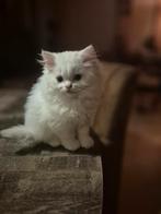 Ragdoll kittens, Dieren en Toebehoren, Katten en Kittens | Raskatten | Langhaar, Meerdere dieren, Ontwormd, 0 tot 2 jaar