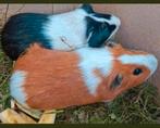 super knappe jonge cavia man - schitterend oranje wit bont !, Mannelijk, Tam, Maart, Cavia