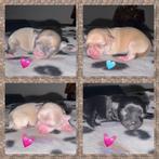 Vier Chihuahua puppys geboren 22/09, Dieren en Toebehoren, Honden | Chihuahua's en Gezelschapshonden, Rabiës (hondsdolheid), 8 tot 15 weken