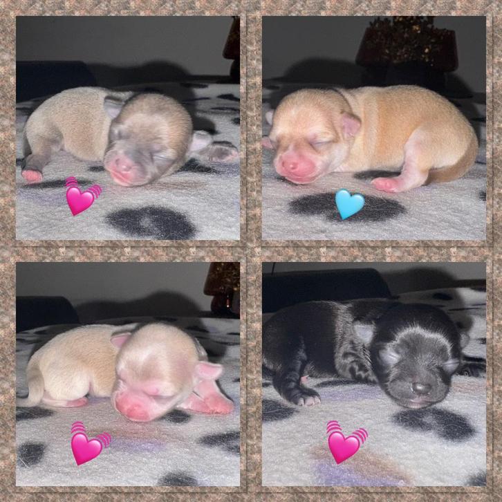 Vier Chihuahua puppys geboren 22/09, Dieren en Toebehoren, Honden | Chihuahua's en Gezelschapshonden, Meerdere dieren, Chihuahua