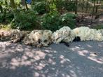 Wol/vacht ouessant schaapje en Walliser Schwarznase schapen, Ophalen, Zo goed als nieuw, Spinwol